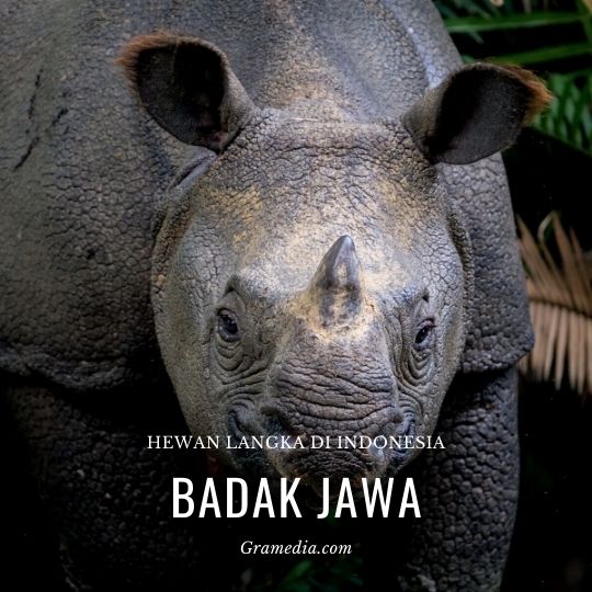 Detail Gambar Binatang Yang Di Lindungi Nomer 32