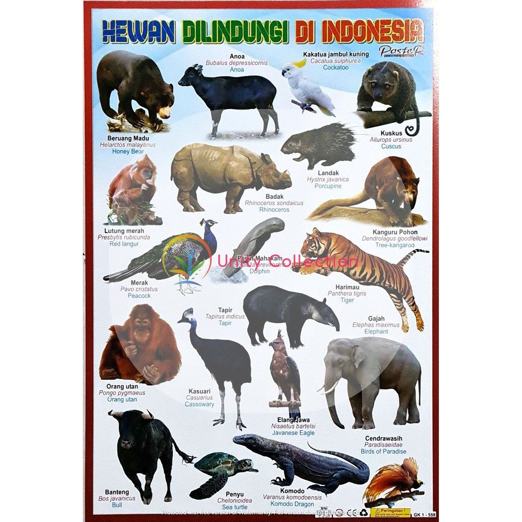 Detail Gambar Binatang Yang Di Lindungi Nomer 5