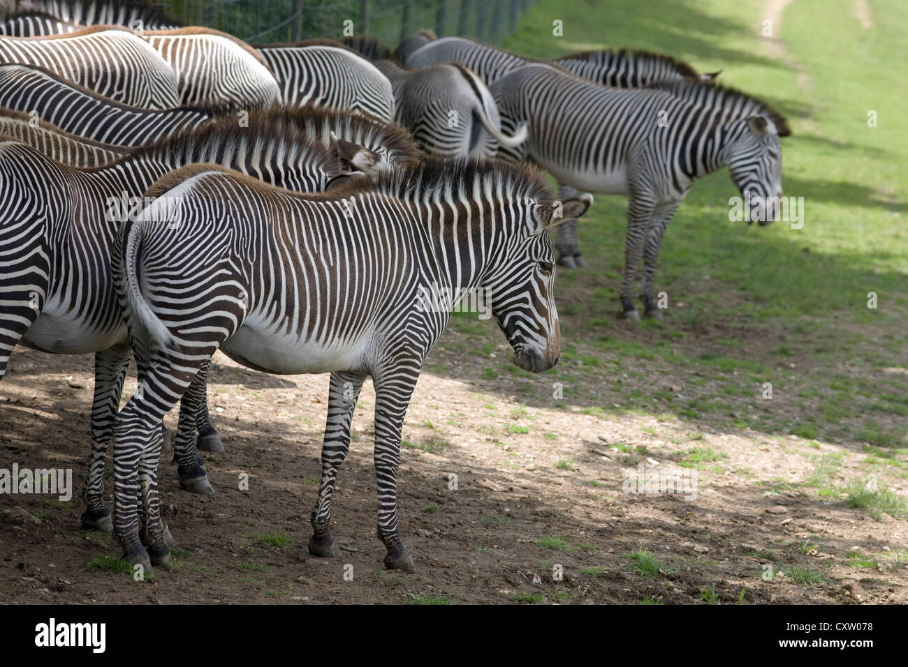 Detail Gambar Binatang Zebra Nomer 18