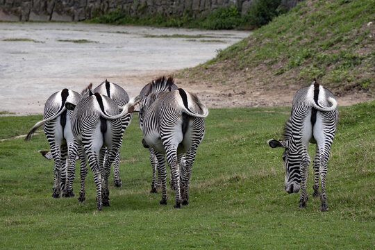 Detail Gambar Binatang Zebra Nomer 36