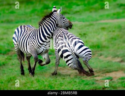 Detail Gambar Binatang Zebra Nomer 42