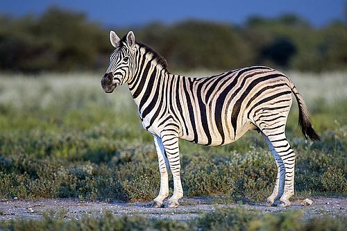 Detail Gambar Binatang Zebra Nomer 50