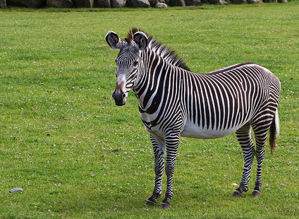 Detail Gambar Binatang Zebra Nomer 9