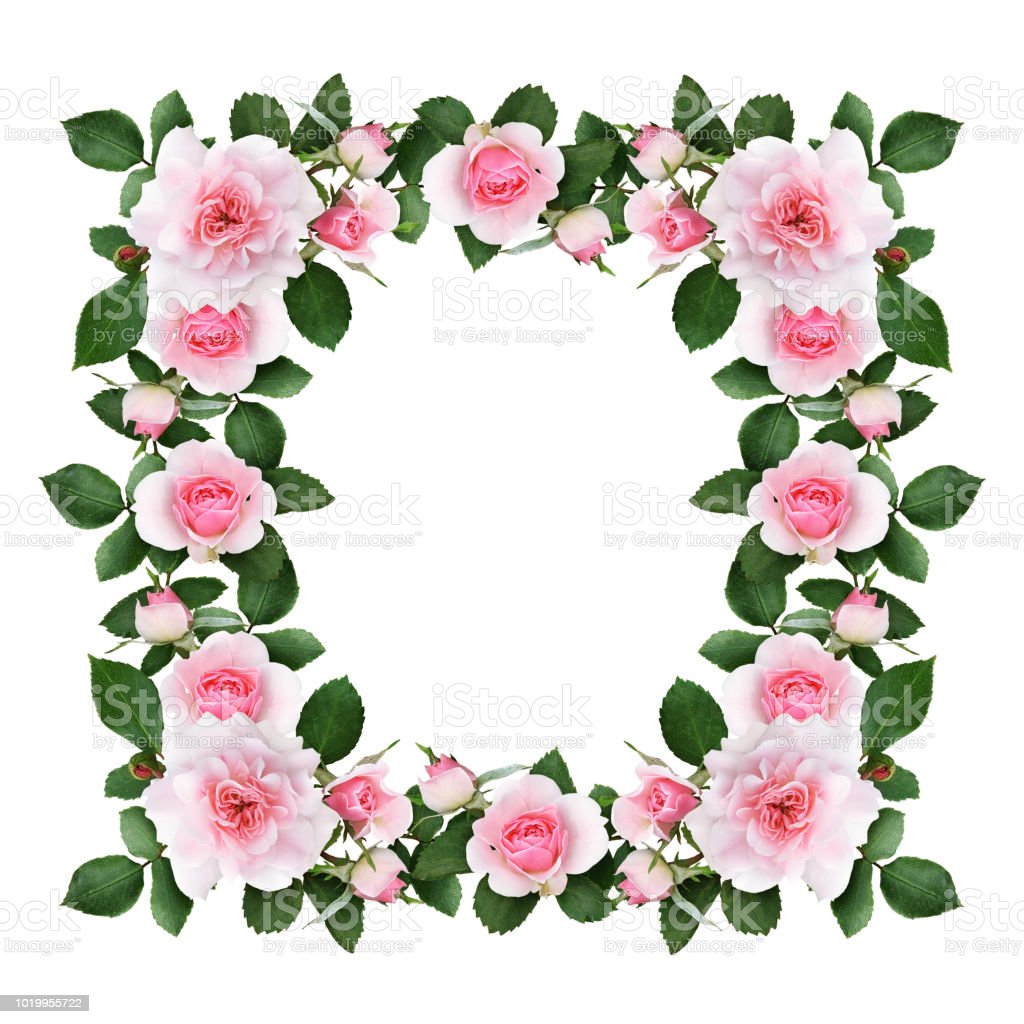Detail Gambar Bingkai Bunga Mawar Merah Nomer 12
