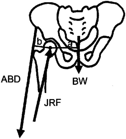 Acetabulum Anatomie - KibrisPDR