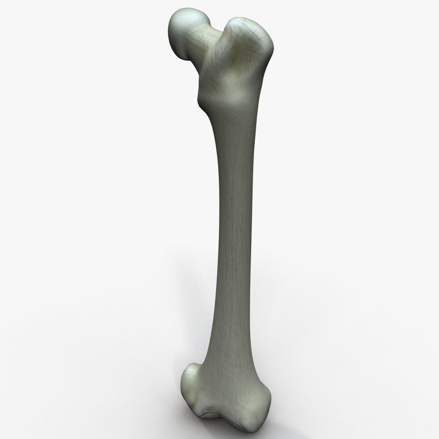 Detail Acetabulum Anatomie Nomer 6