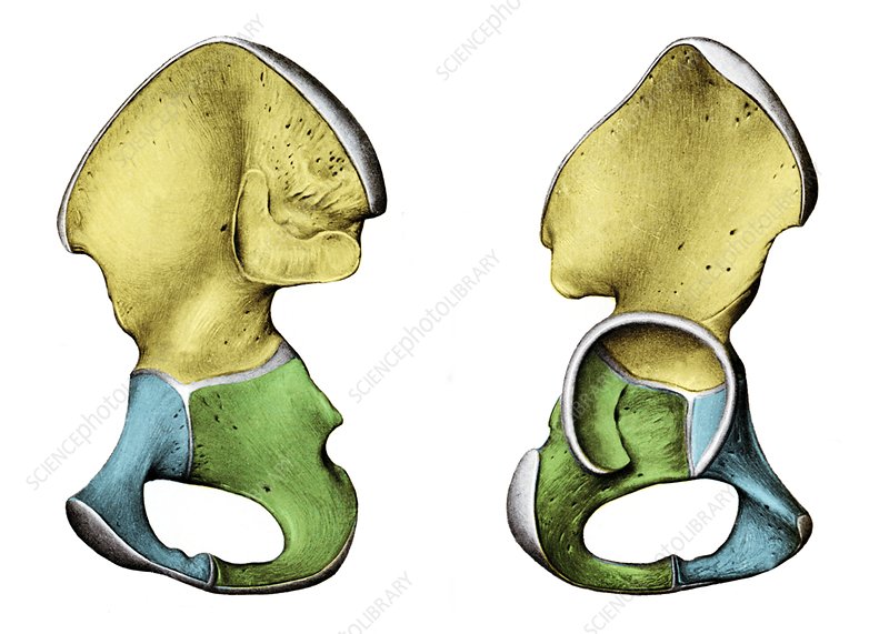 Detail Acetabulum Anatomie Nomer 8