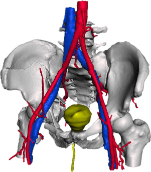 Detail Acetabulum Anatomie Nomer 13