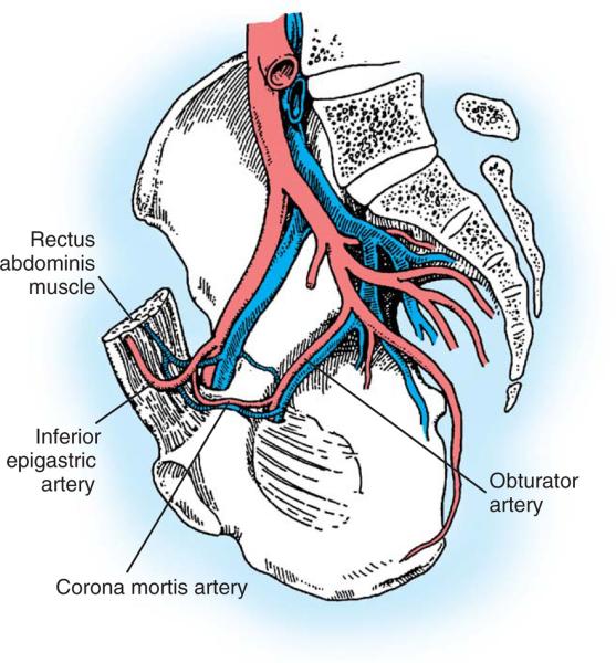 Detail Acetabulum Anatomie Nomer 3