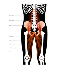 Detail Acetabulum Anatomie Nomer 17
