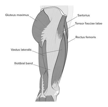 Detail Acetabulum Anatomie Nomer 5