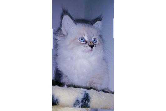Detail Blaue Augen Bei Katzenbabys Nomer 10