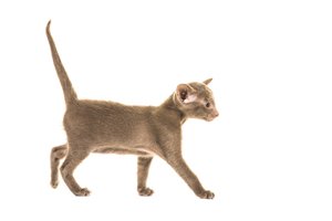 Detail Blaue Augen Bei Katzenbabys Nomer 22