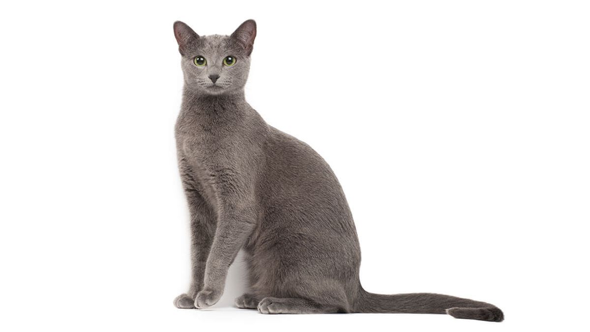 Detail Blaue Augen Bei Katzenbabys Nomer 26