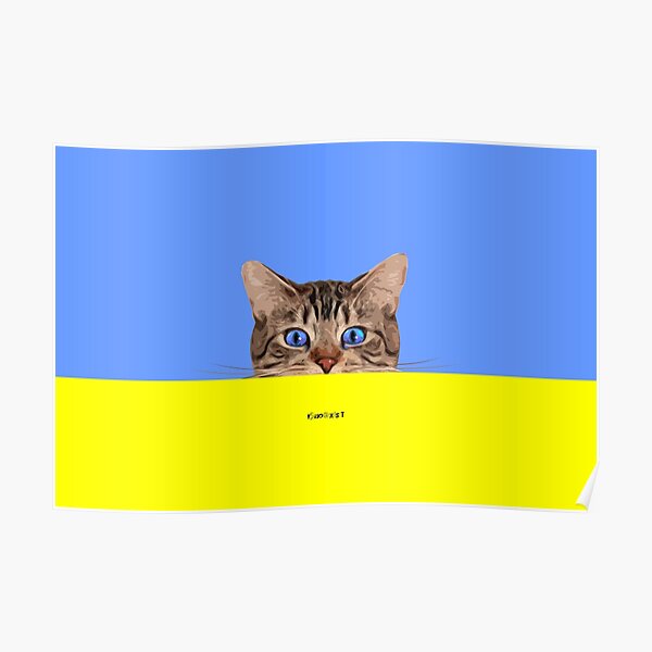 Detail Blaue Augen Bei Katzenbabys Nomer 4