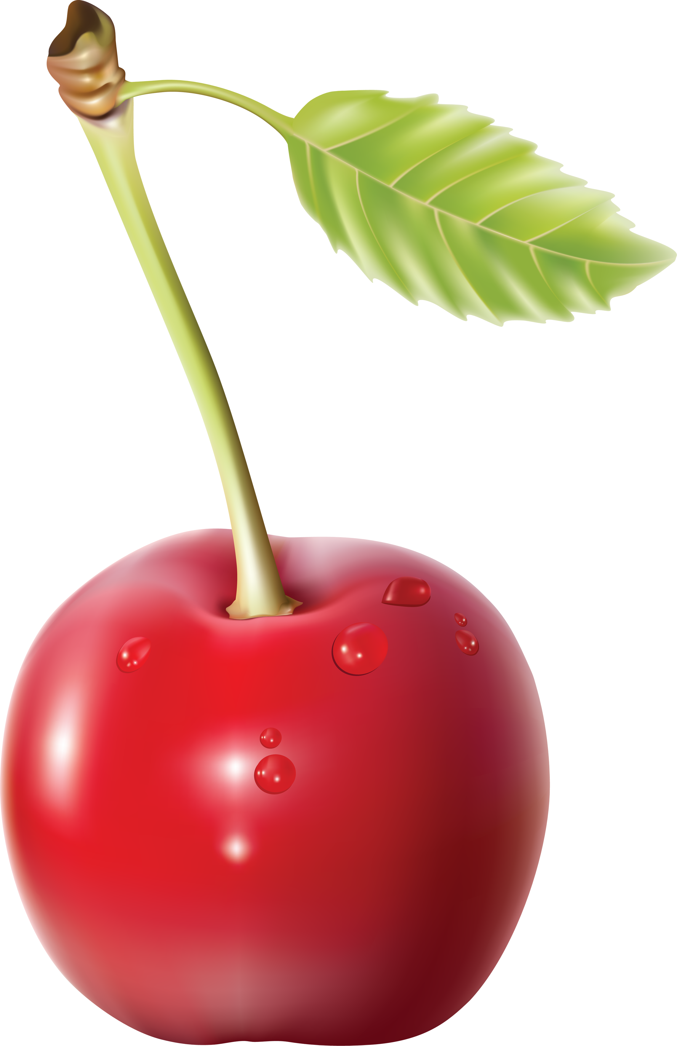 Detail Cherries Transparent Nomer 50