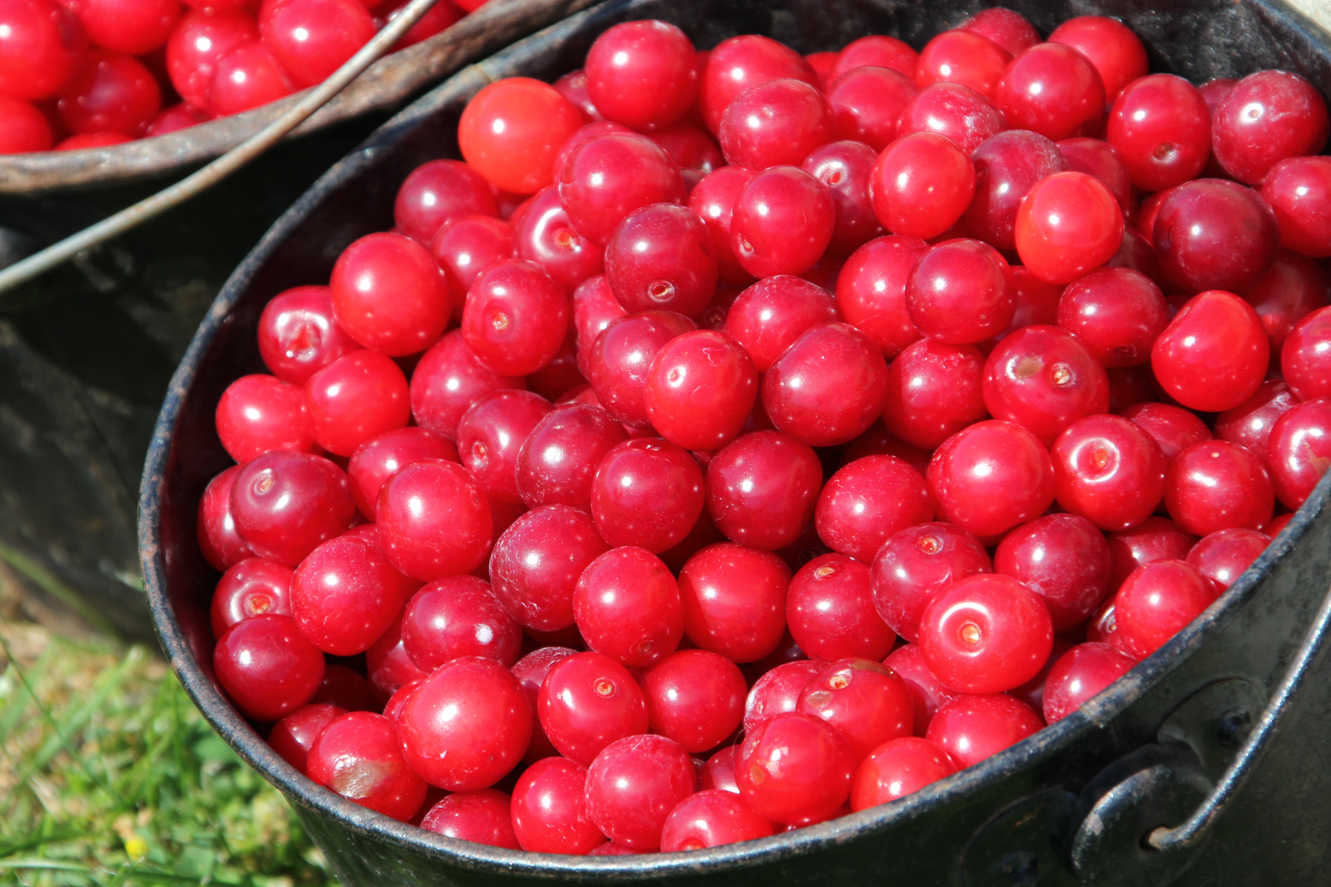 Detail Cherry 1 Nomer 35