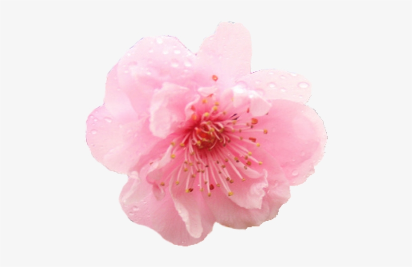 Cherry Blossom Flower Png - KibrisPDR