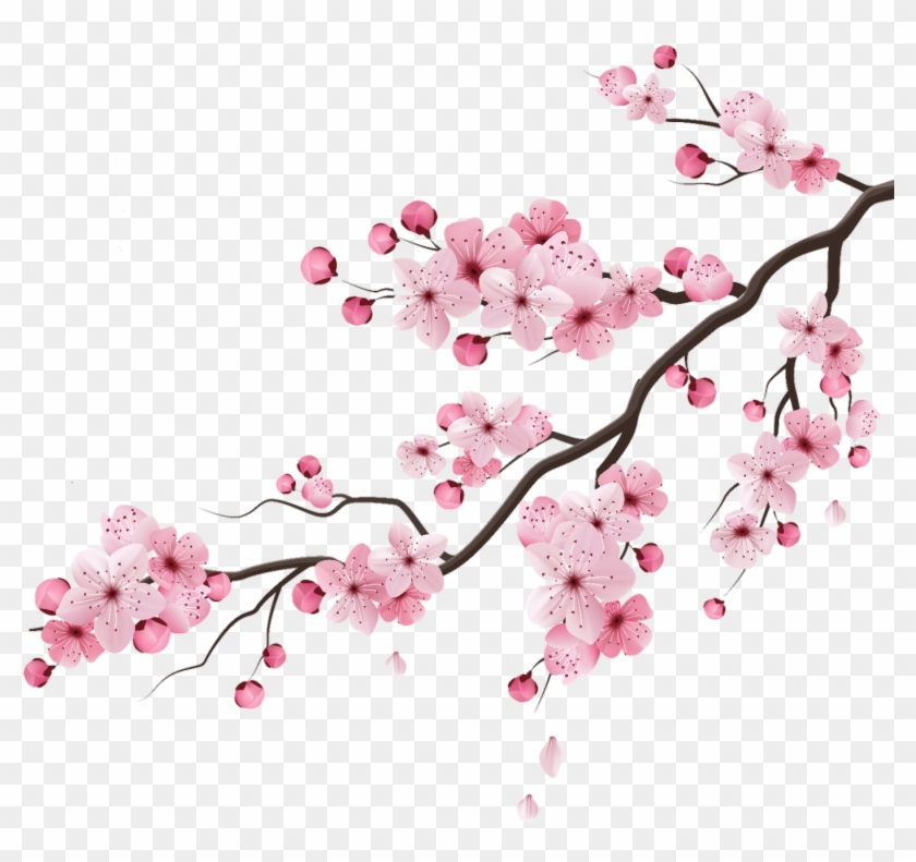 Detail Cherry Blossom Flower Png Nomer 23