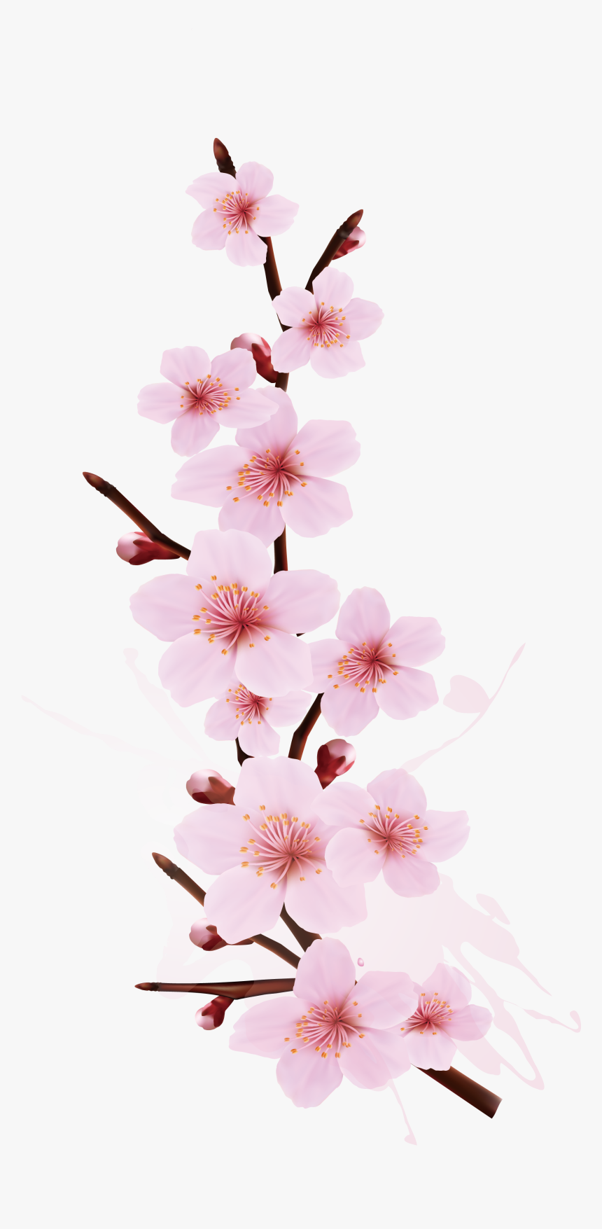 Detail Cherry Blossom Flower Png Nomer 26