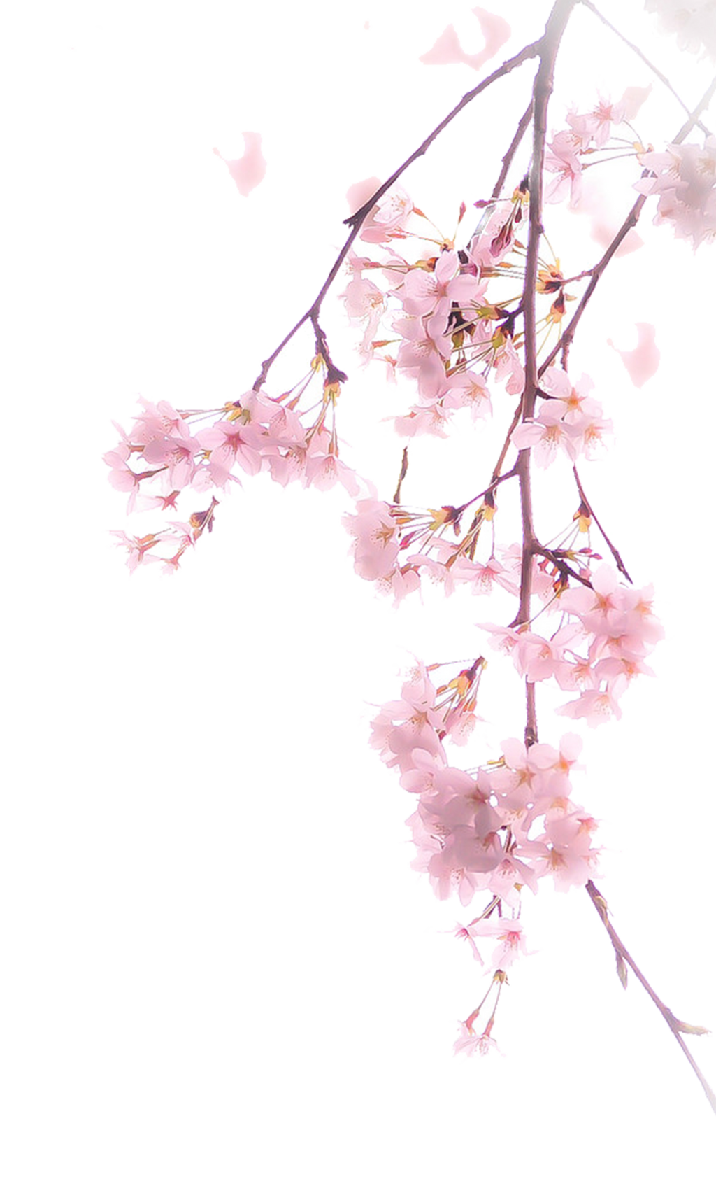 Detail Cherry Blossom Flower Png Nomer 28