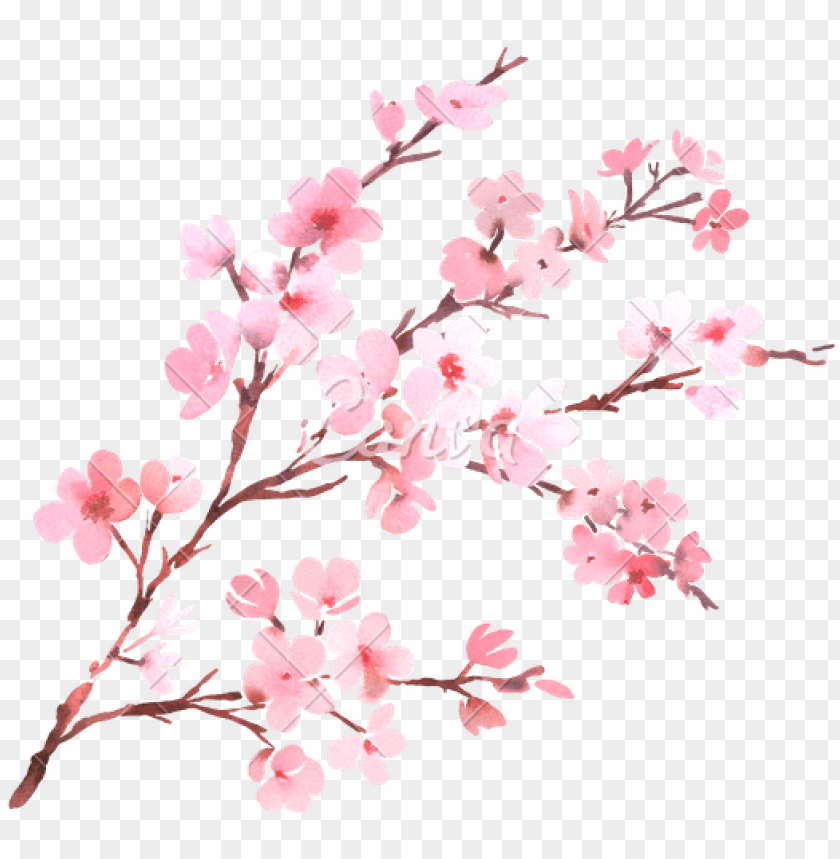 Detail Cherry Blossom Flower Png Nomer 4