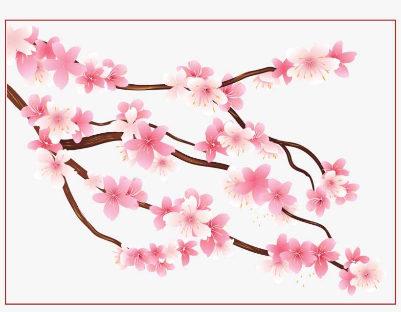 Detail Cherry Blossom Flower Png Nomer 35