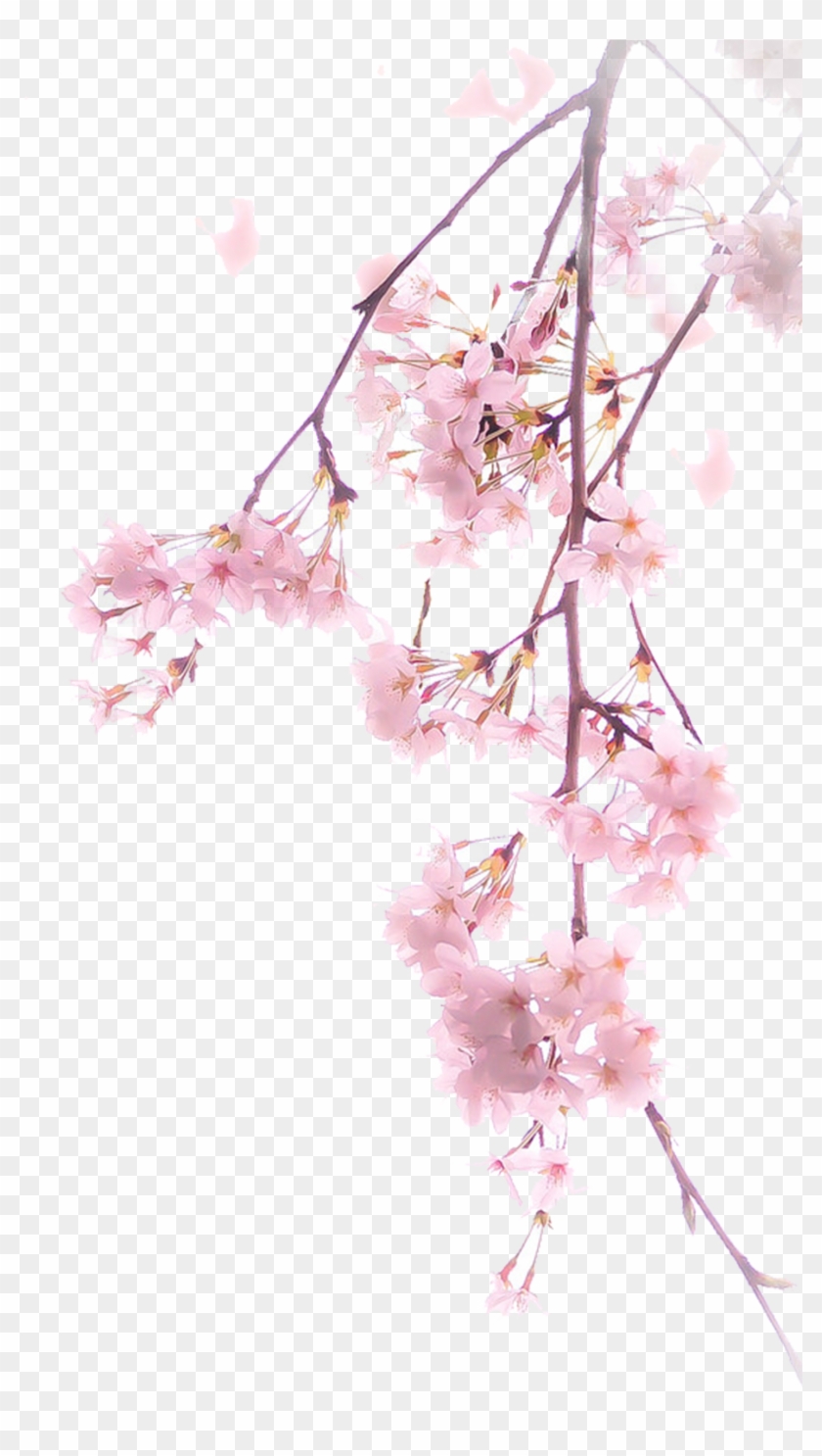 Detail Cherry Blossom Flower Png Nomer 43