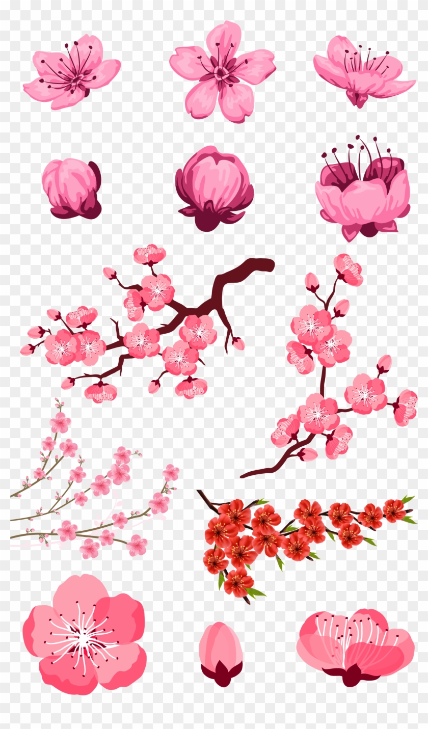 Detail Cherry Blossom Flower Png Nomer 45