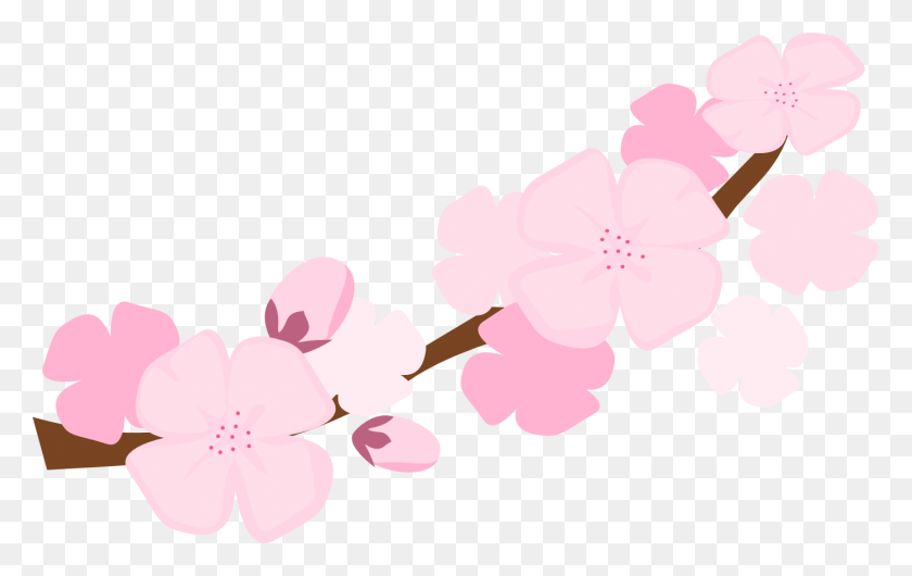 Detail Cherry Blossom Flower Png Nomer 46