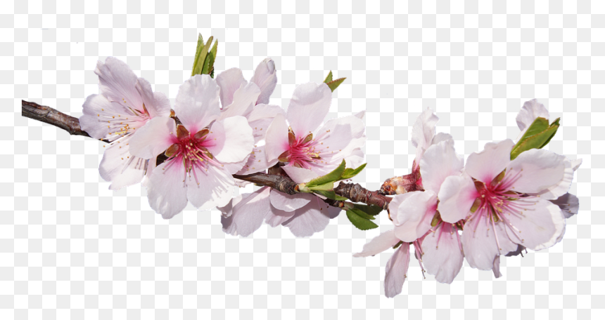 Detail Cherry Blossom Flower Png Nomer 52