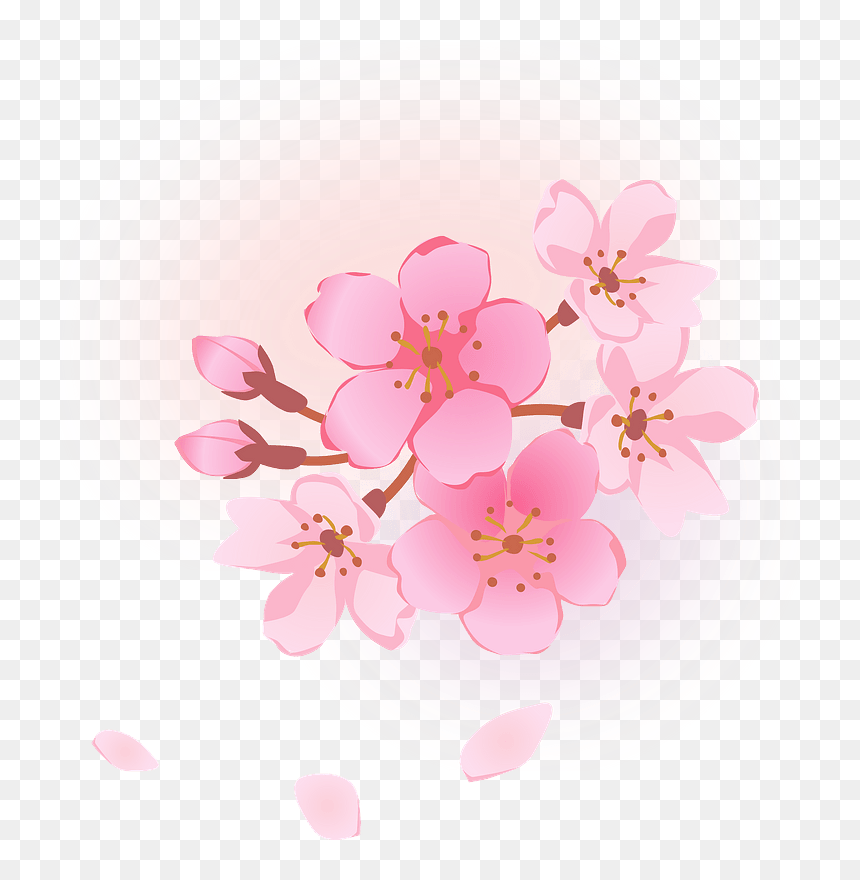 Detail Cherry Blossom Flower Png Nomer 55