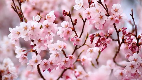 Detail Cherry Blossom Hd Nomer 12