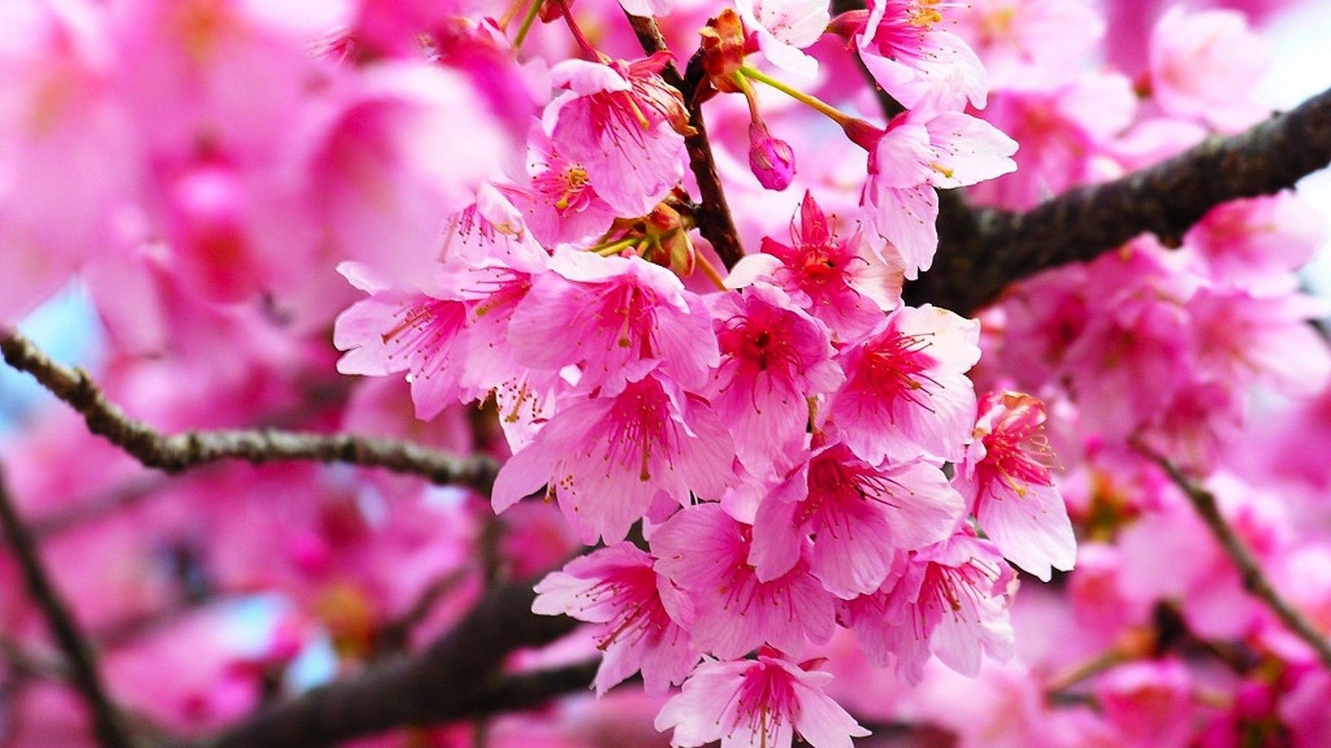 Detail Cherry Blossom Hd Nomer 14