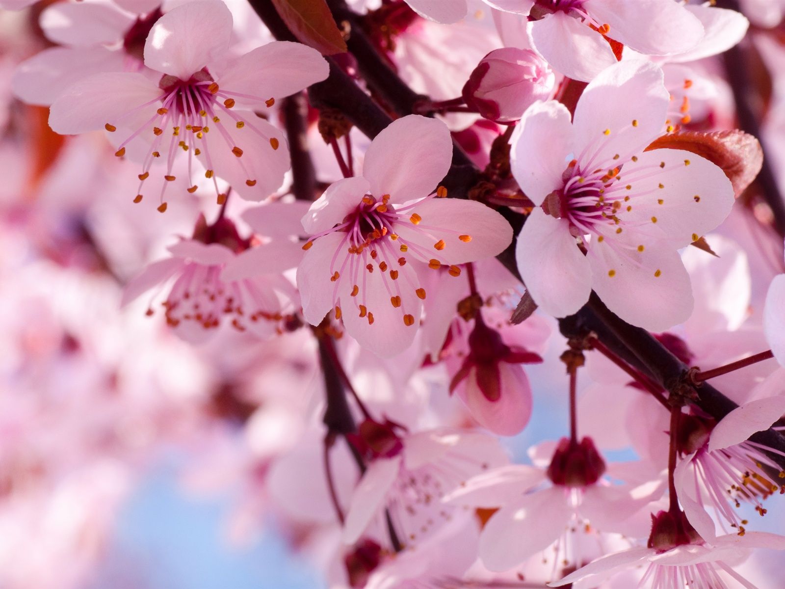 Detail Cherry Blossom Hd Nomer 16