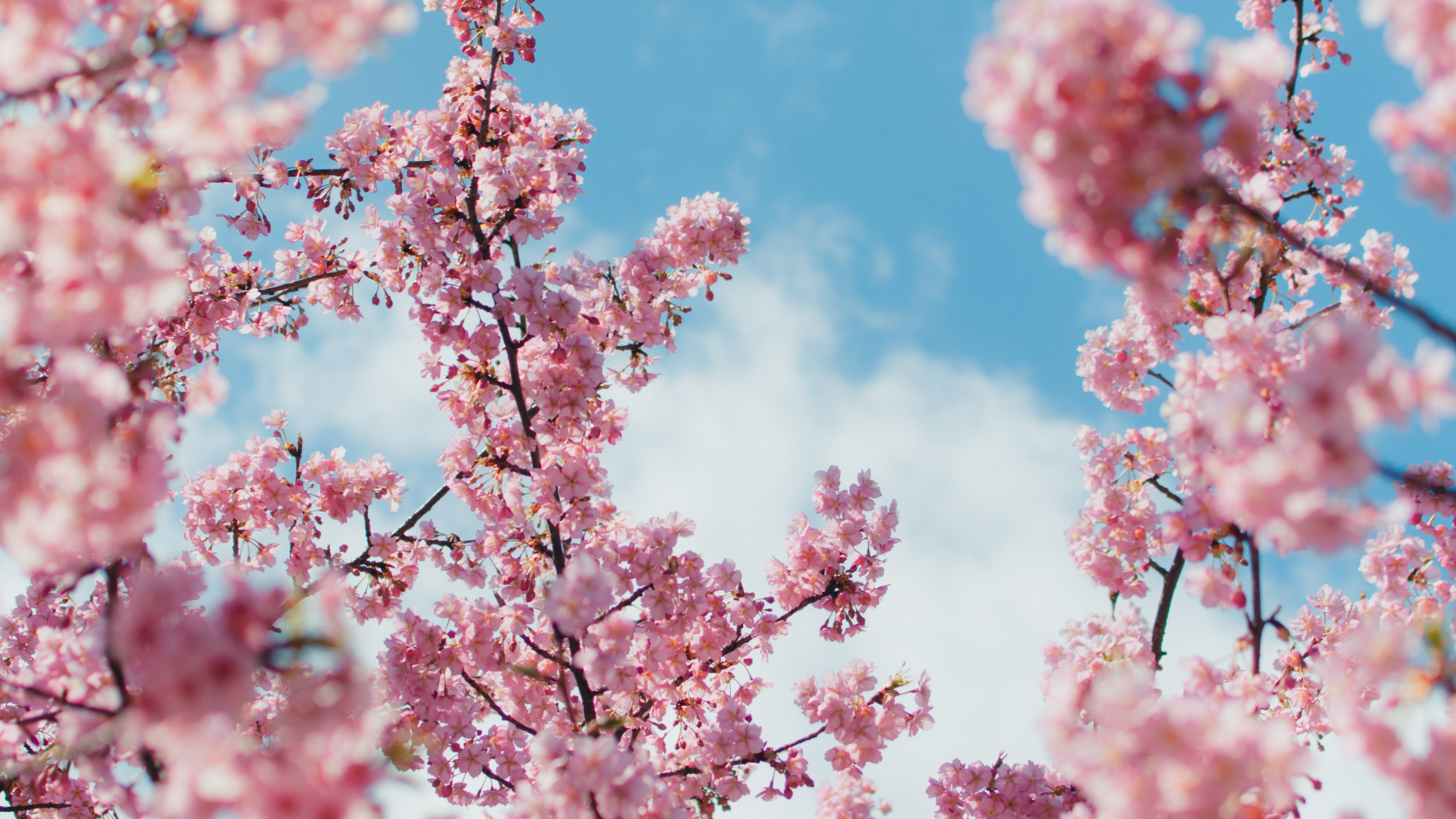 Detail Cherry Blossom Hd Nomer 20