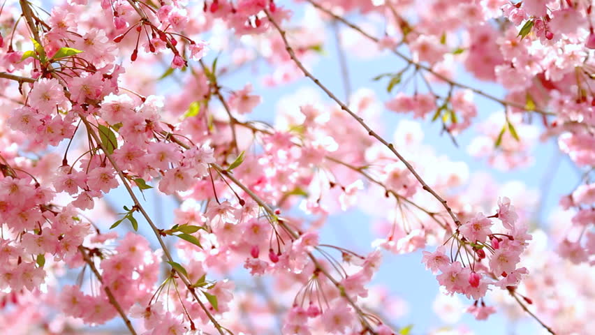 Detail Cherry Blossom Hd Nomer 36