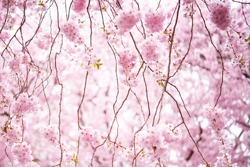 Detail Cherry Blossom Hd Nomer 47