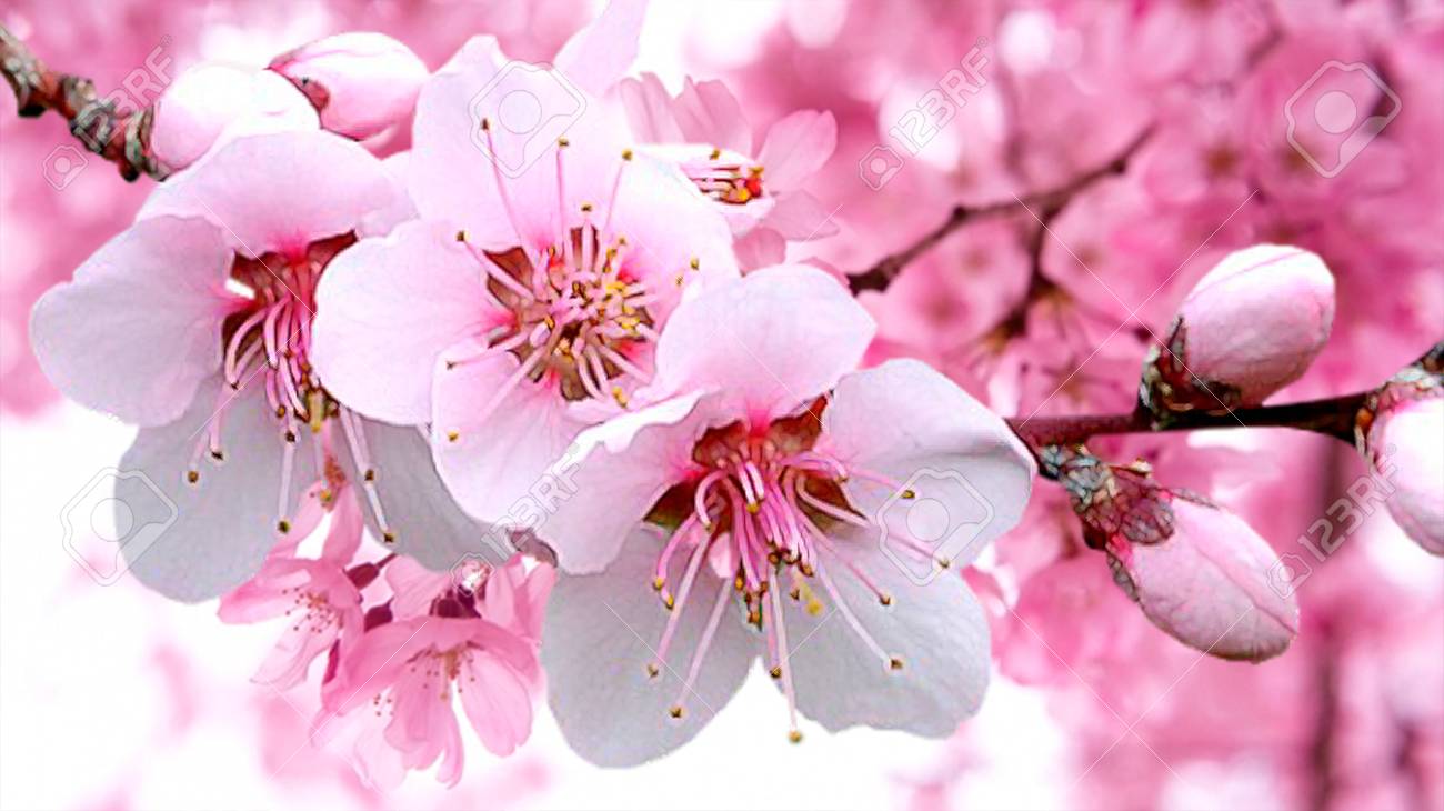 Detail Cherry Blossom Hd Nomer 6