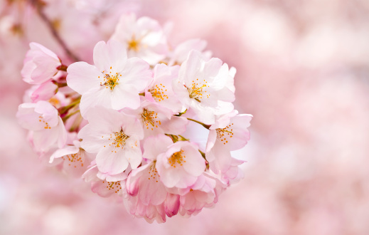 Detail Cherry Blossom Hd Nomer 9