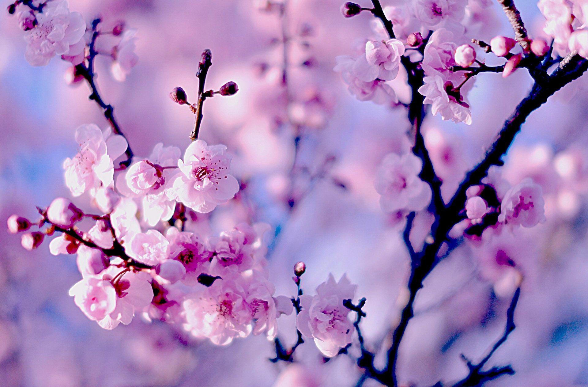 Detail Cherry Blossom Hd Nomer 10