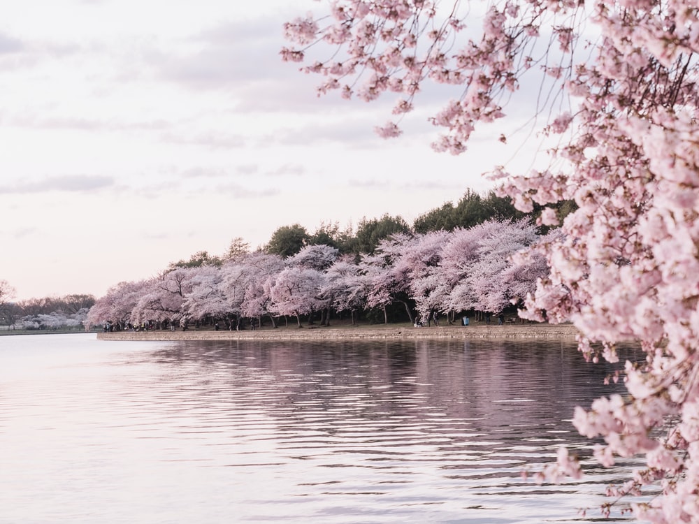 Cherry Blossom Hd Wallpaper - KibrisPDR