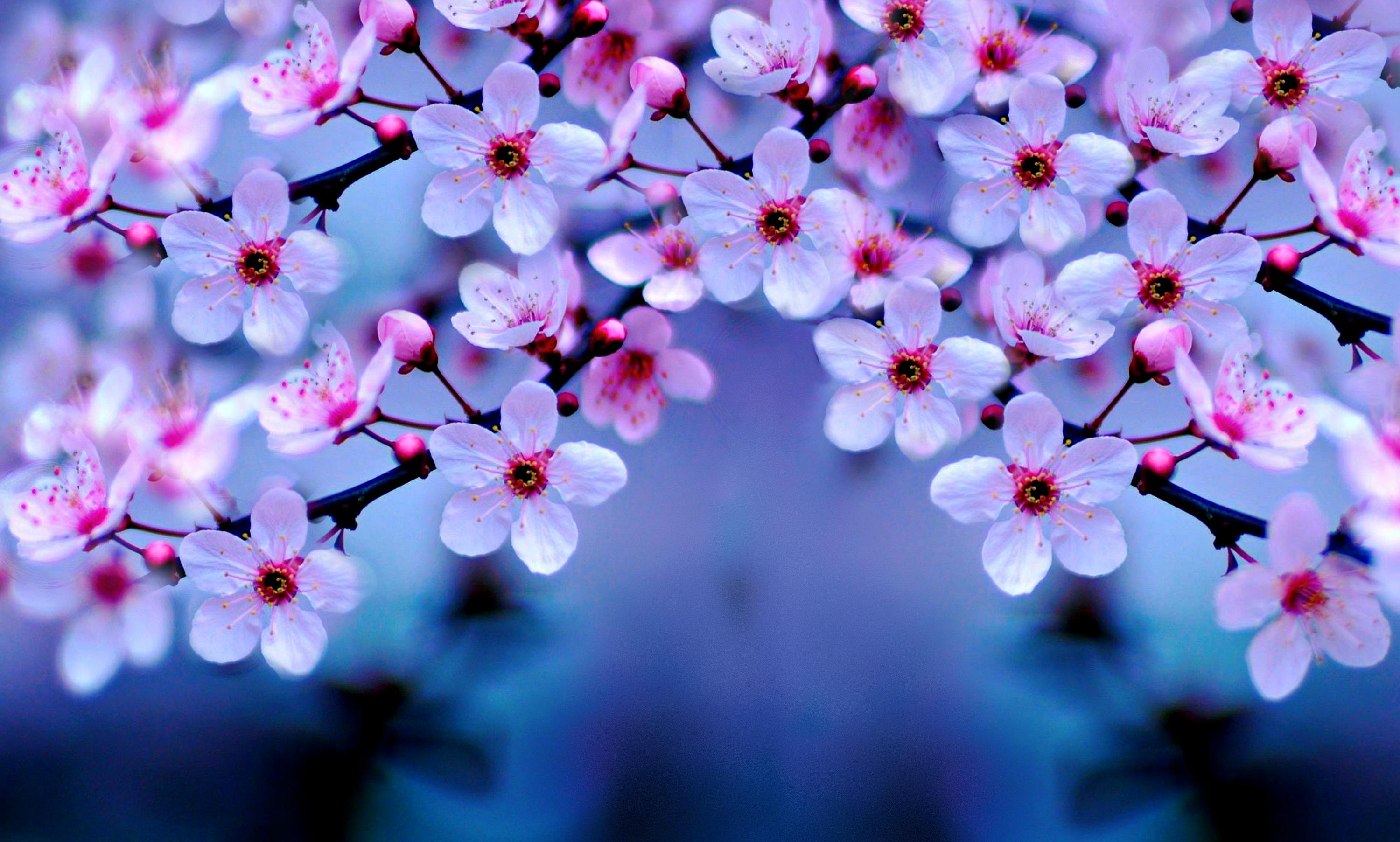 Detail Cherry Blossom Hd Wallpaper Nomer 2