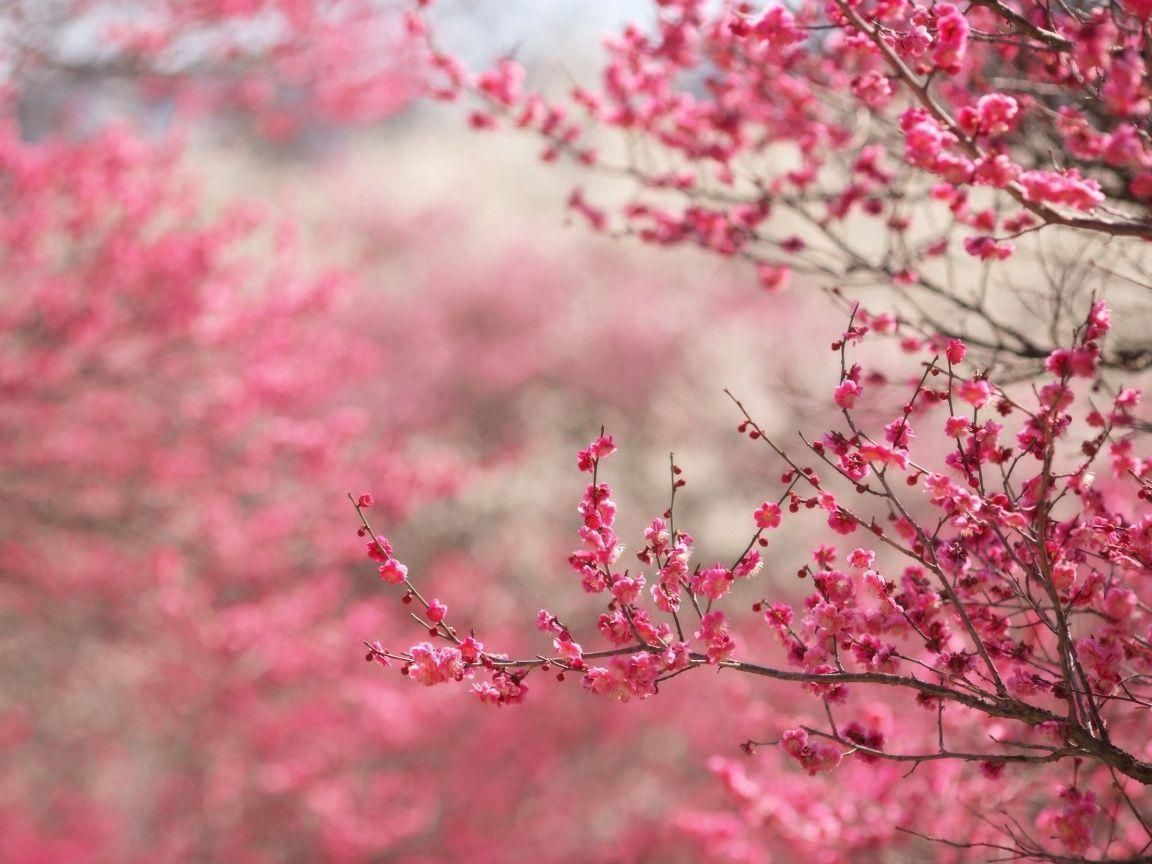 Detail Cherry Blossom Hd Wallpaper Nomer 11