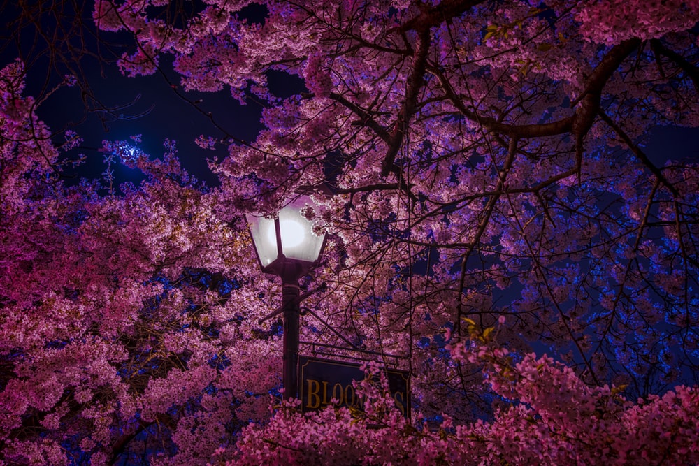 Detail Cherry Blossom Hd Wallpaper Nomer 4