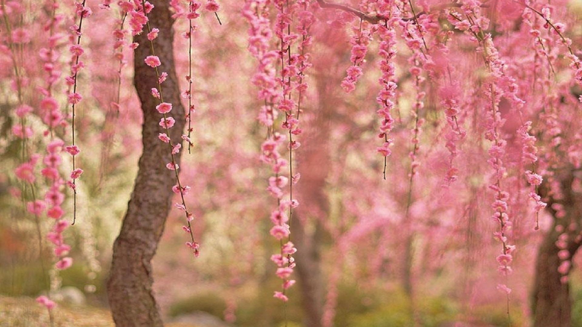 Detail Cherry Blossom Hd Wallpaper Nomer 36