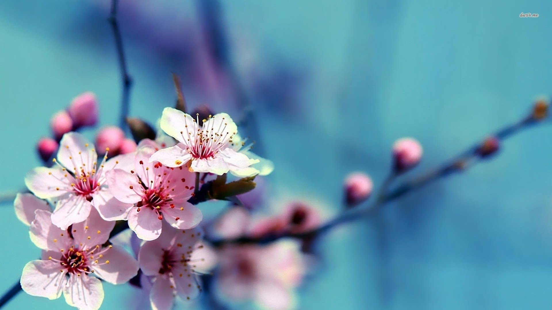 Detail Cherry Blossom Hd Wallpaper Nomer 39