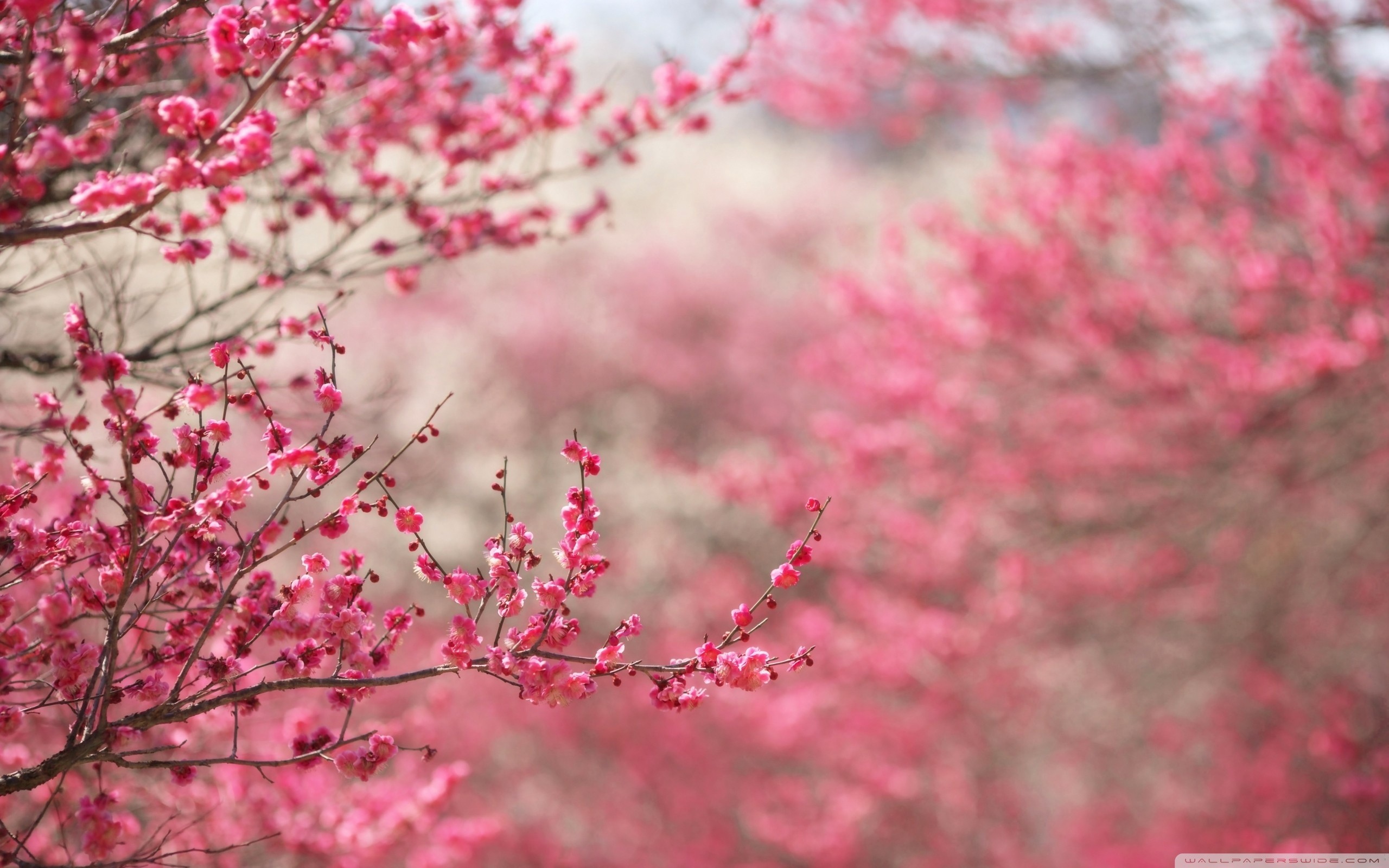 Detail Cherry Blossom Hd Wallpaper Nomer 41