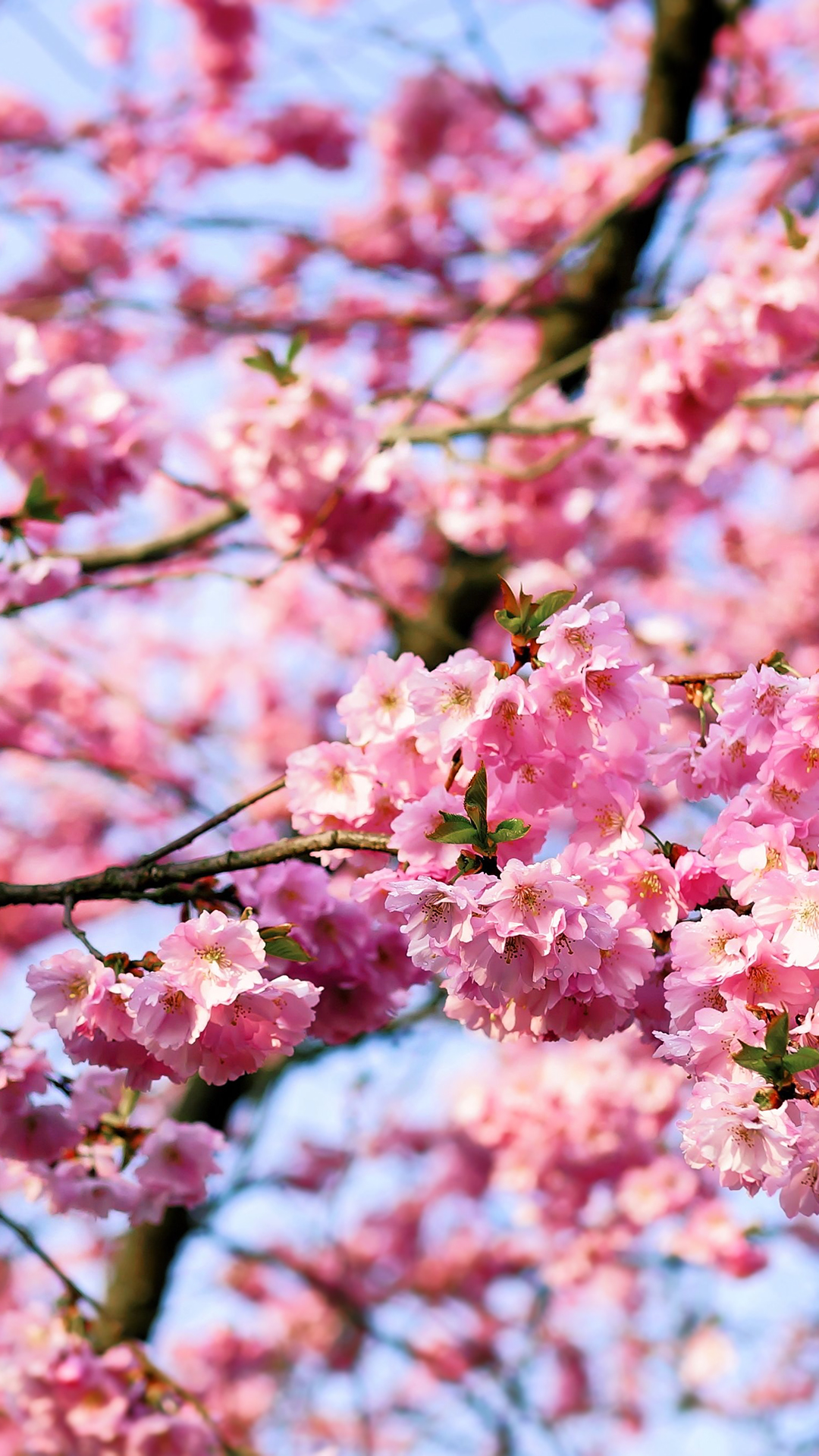 Detail Cherry Blossom Hd Wallpaper Nomer 45