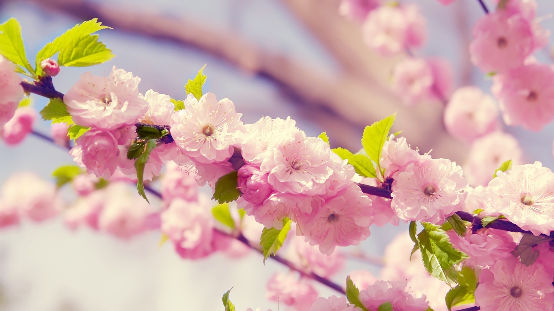 Detail Cherry Blossom Hd Wallpaper Nomer 49